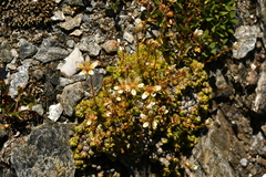Saxifraga bryoides