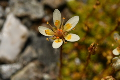 Saxifraga bryoides