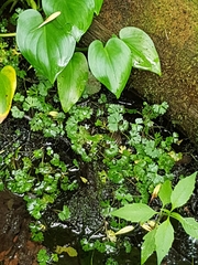 Ranunculus gmelinii