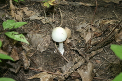 Phalloideae