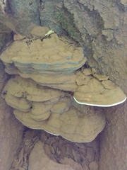 Ganoderma applanatum
