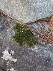 Hedwigia ciliata
