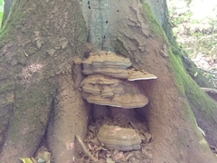 Ganoderma applanatum