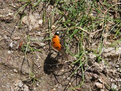 Coccinella transversoguttata