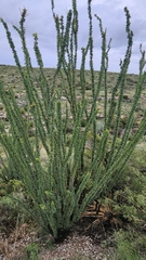 Fouquieria splendens