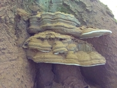 Ganoderma applanatum