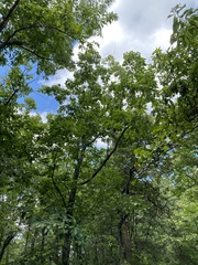 Quercus montana