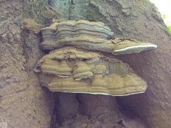 Ganoderma applanatum