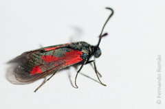 Zygaena sarpedon