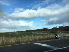 Threskiornis molucca