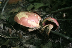 Boletus rubroflammeus