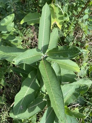 Asclepias
