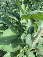 Asclepias