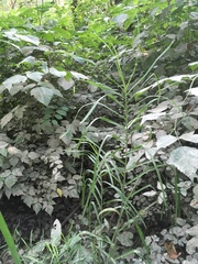 Glyceria elata