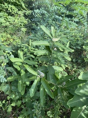 Asclepias