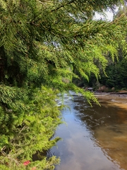 Lagarostrobos franklinii