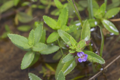 Limnophila chinensis