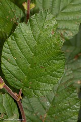Alnus alnobetula