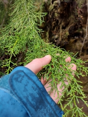 Lagarostrobos franklinii