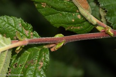 Alnus alnobetula