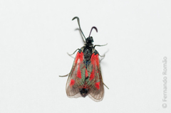 Zygaena sarpedon