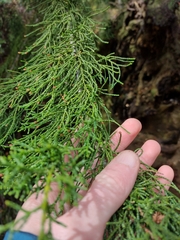 Lagarostrobos franklinii