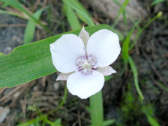Calochortus minimus