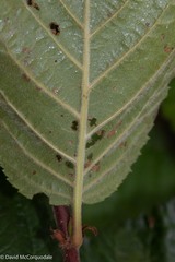 Alnus alnobetula