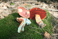 Boletus rubroflammeus