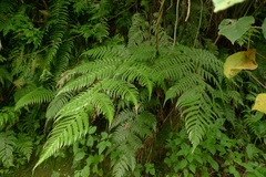 Diplazium melanocaulon