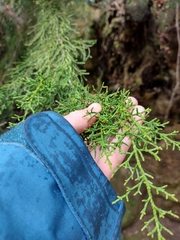 Lagarostrobos franklinii