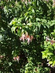 Fuchsia magellanica