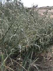 Artemisia maritima