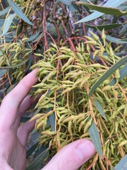Eucalyptus ecostata