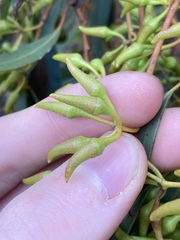 Eucalyptus ecostata