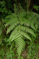 Diplazium melanocaulon