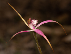 Caladenia × suffusa