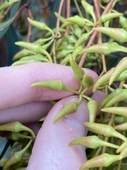 Eucalyptus ecostata