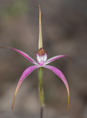 Caladenia × suffusa