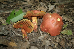Boletus rubroflammeus