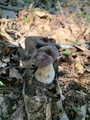 Tylopilus rubrobrunneus