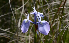 Moraea tripetala