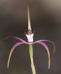 Caladenia × suffusa