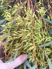 Eucalyptus ecostata