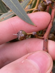 Eucalyptus ecostata