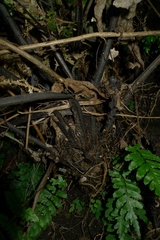 Diplazium melanocaulon