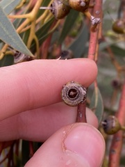 Eucalyptus ecostata