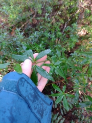 Acradenia frankliniae