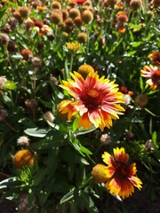 Gaillardia pulchella