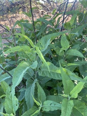 Ambrosia ambrosioides